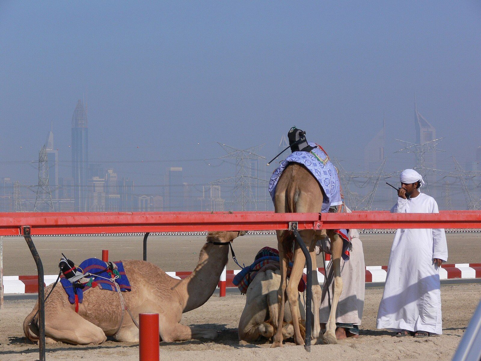 Camel racing in Dubai: camels with small robot jockeys on their backs rest beside a red track rail