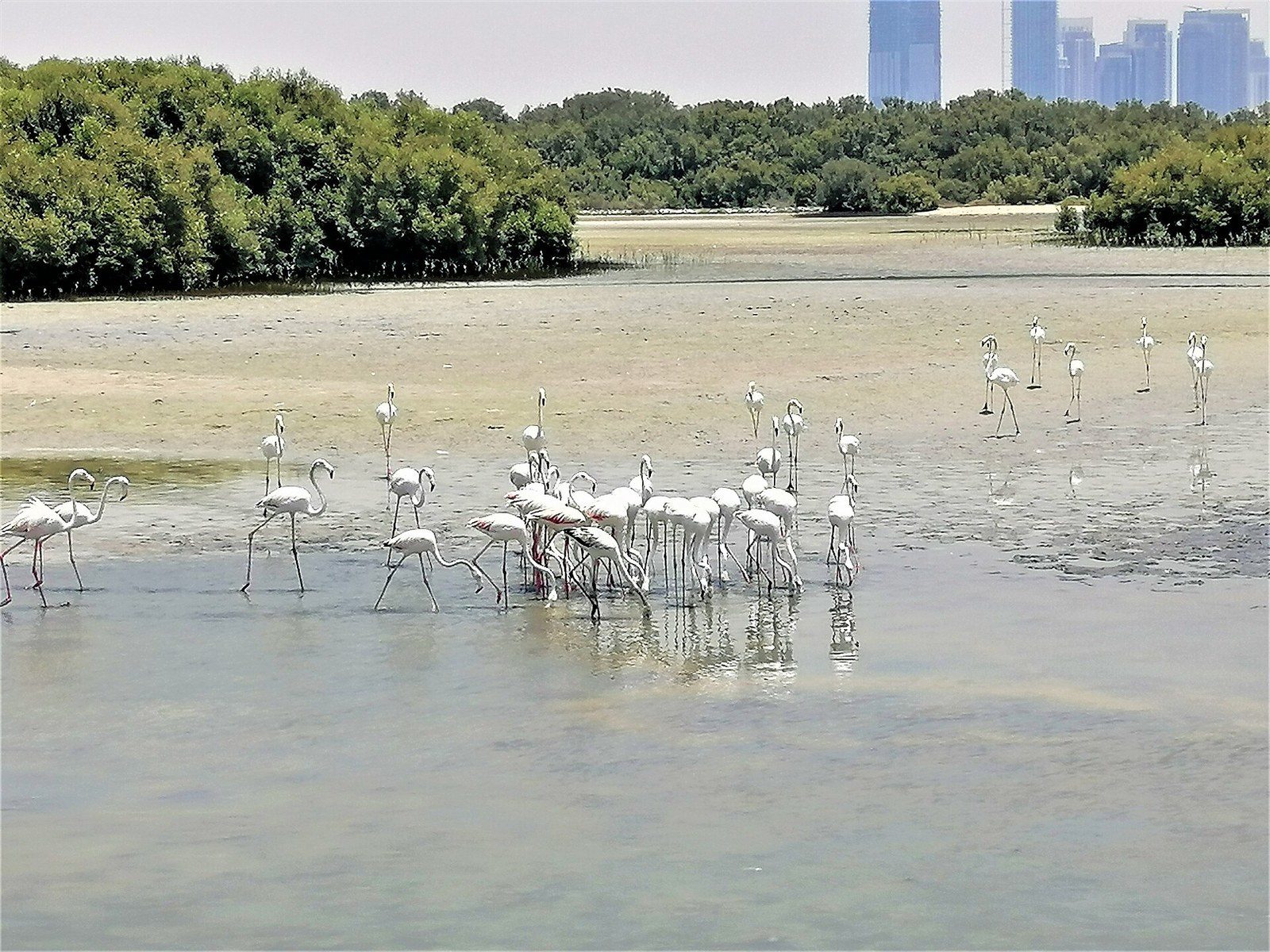 Dubai attractions in nature: flamingos wade in shallow water in front of mangroves and city towers