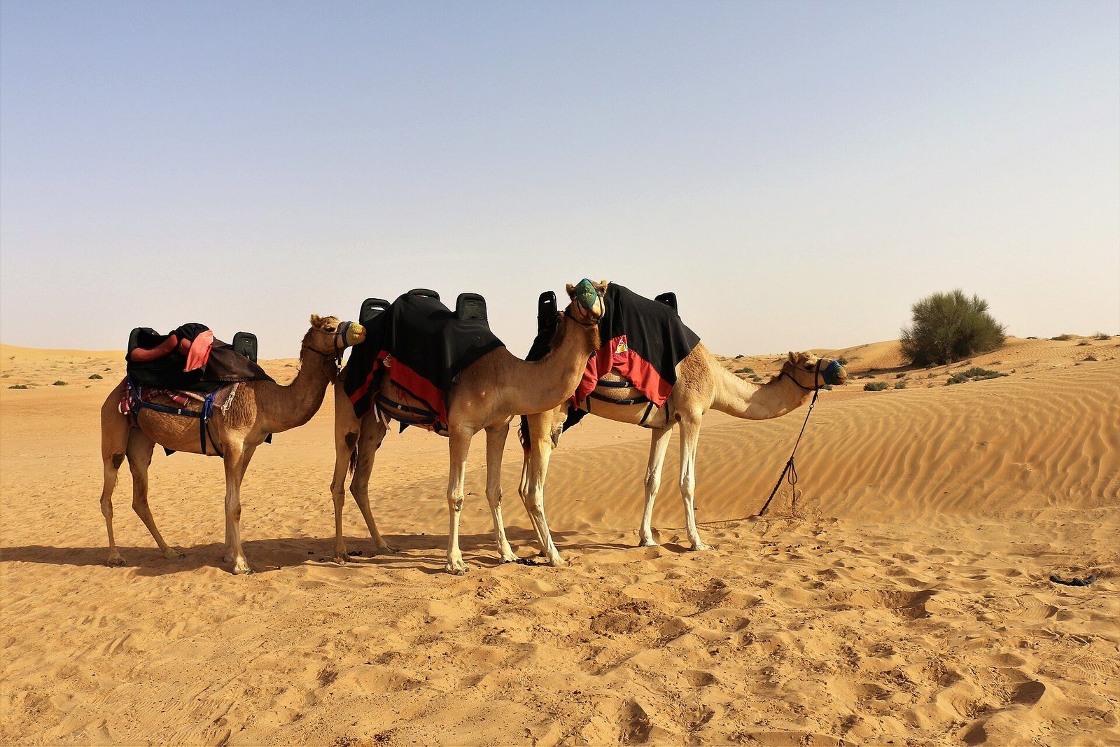 Dubai desert experience: three saddled camels wait on rippled sand next to a green desert shrub