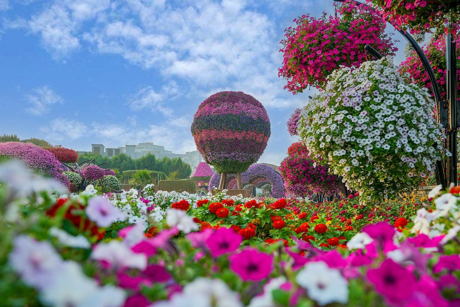 Must-see Dubai: beds of pink, red and white flowers with flower-covered balls and arches under a blue sky