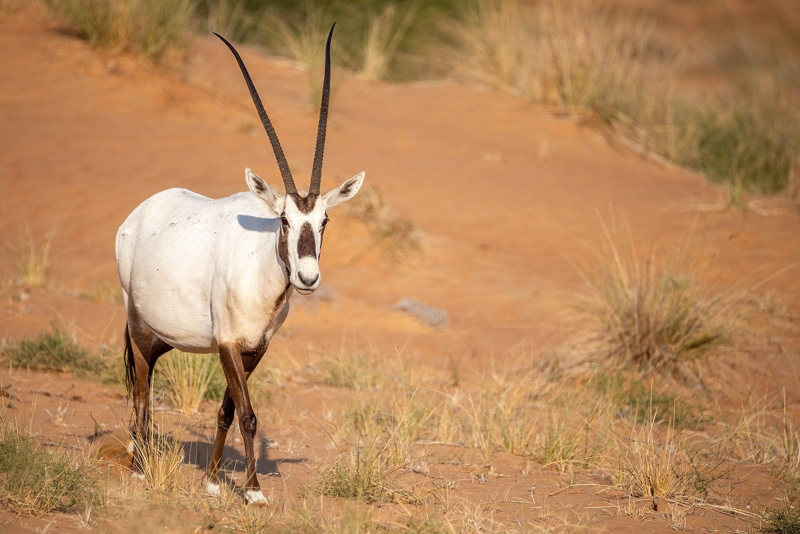 Places to visit in Dubai beyond the city: an Arabian oryx with long straight horns walks across red sand
