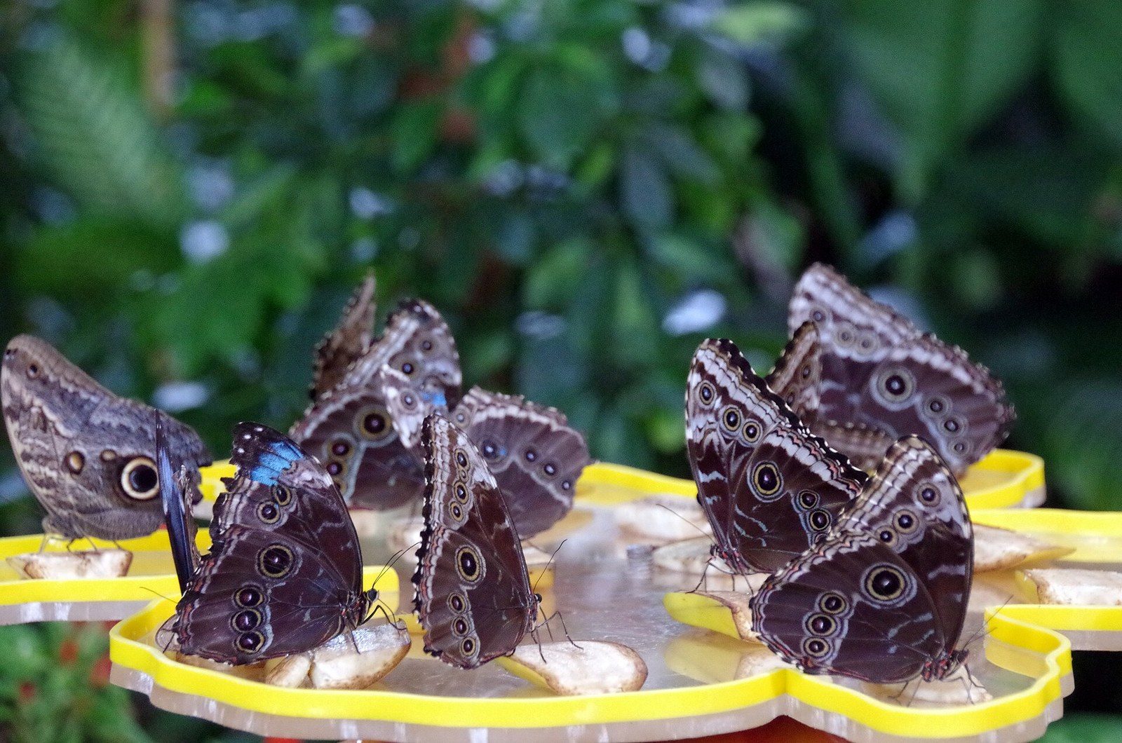 What to do in Dubai in summer: large brown butterflies with eye spots feed on a yellow tray among green plants